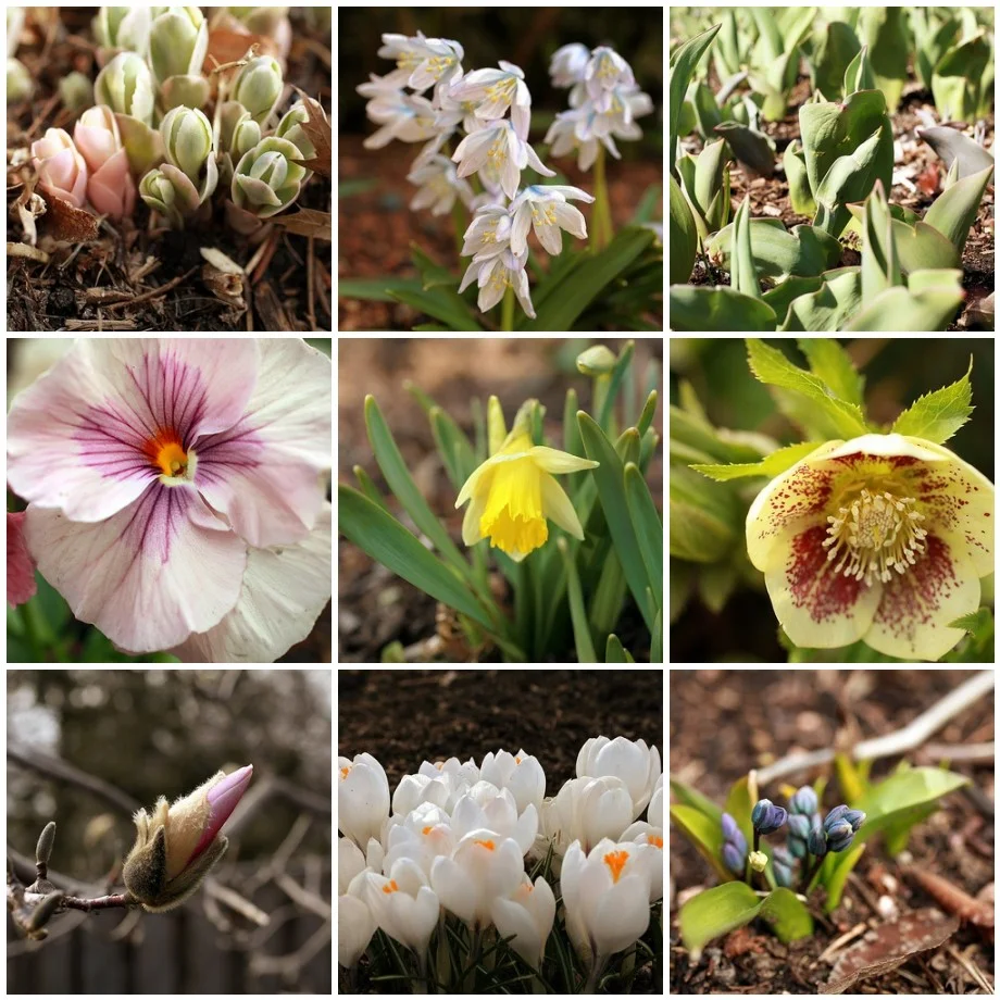 Spring2-April2013.jpg