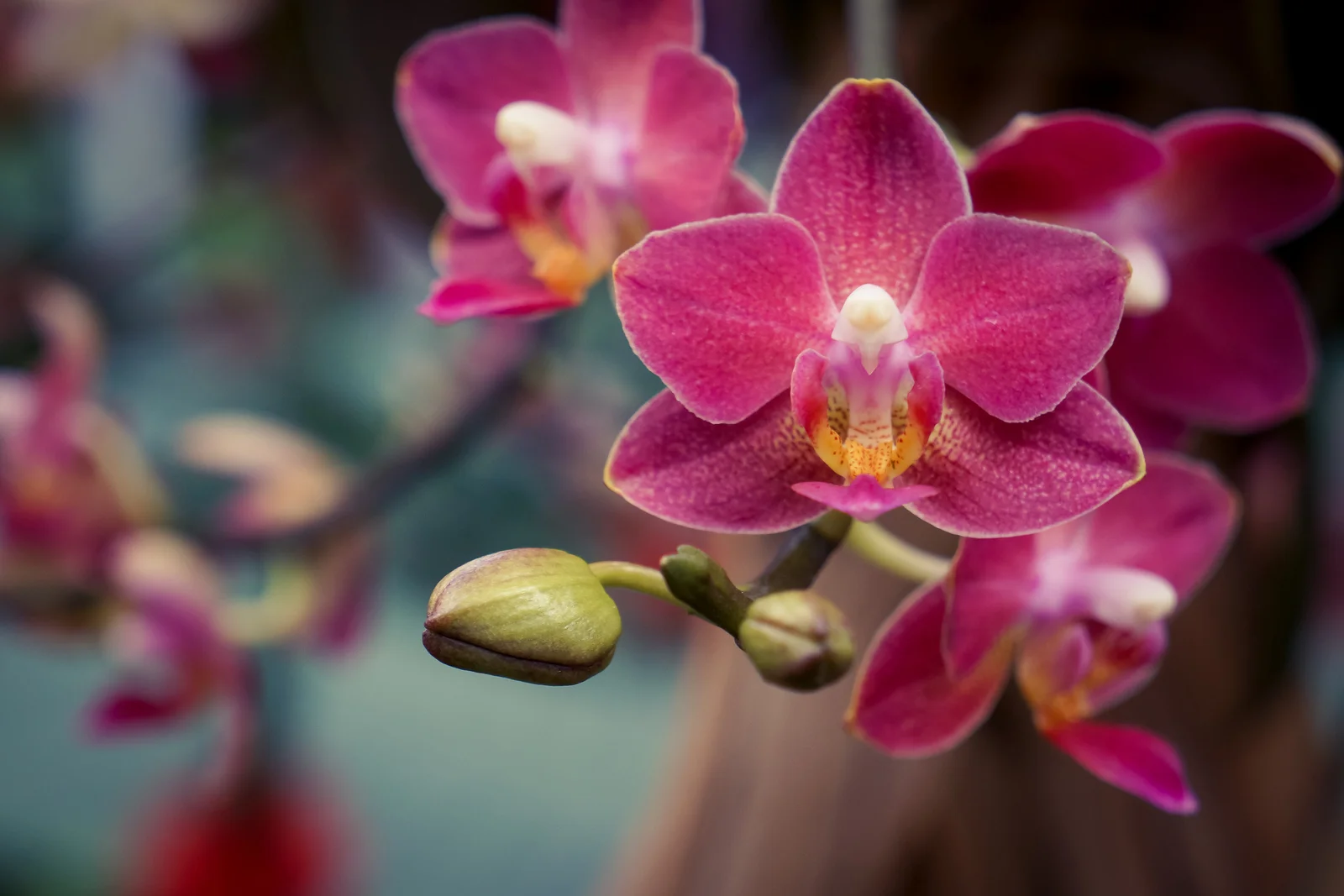 OrchidShow-Sony1.jpg