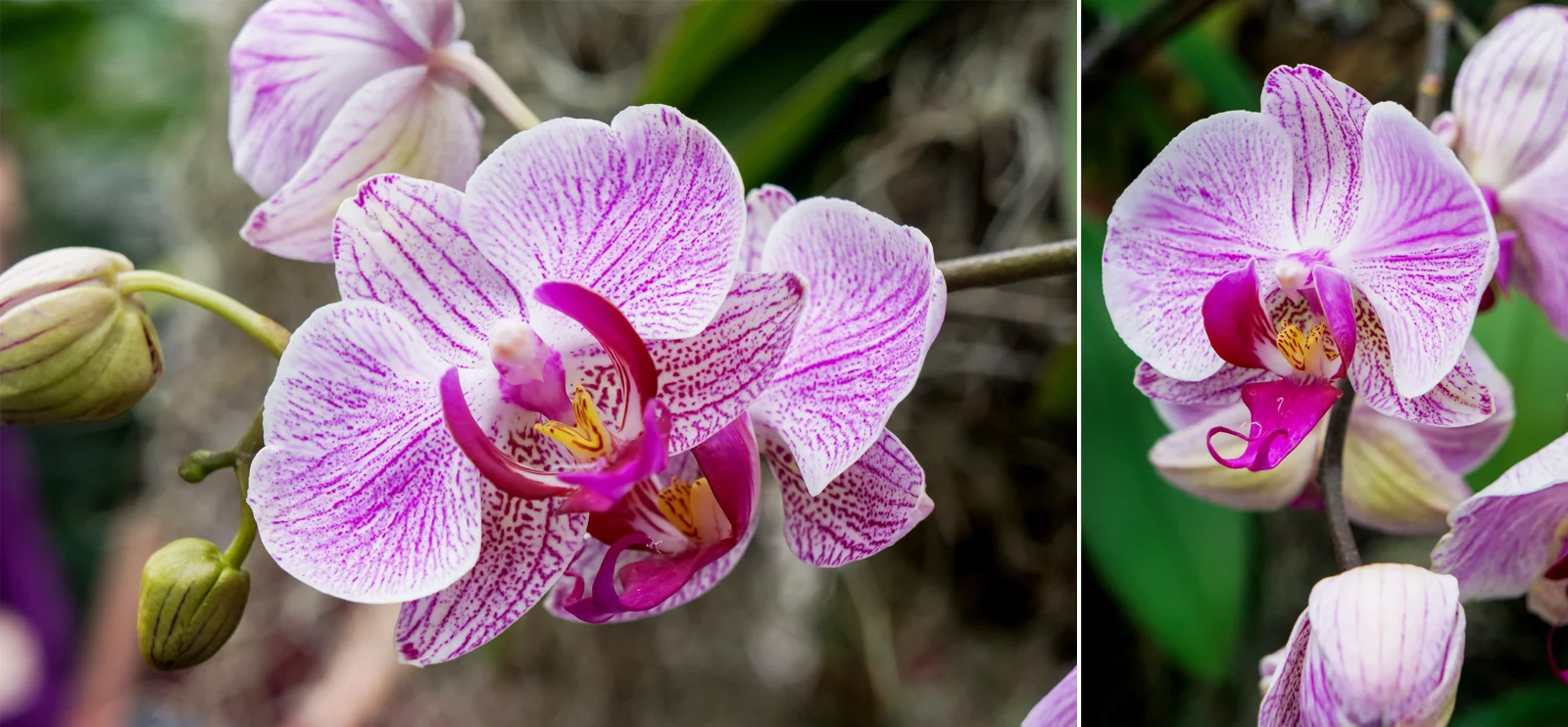 OrchidShow-Sony5.jpg