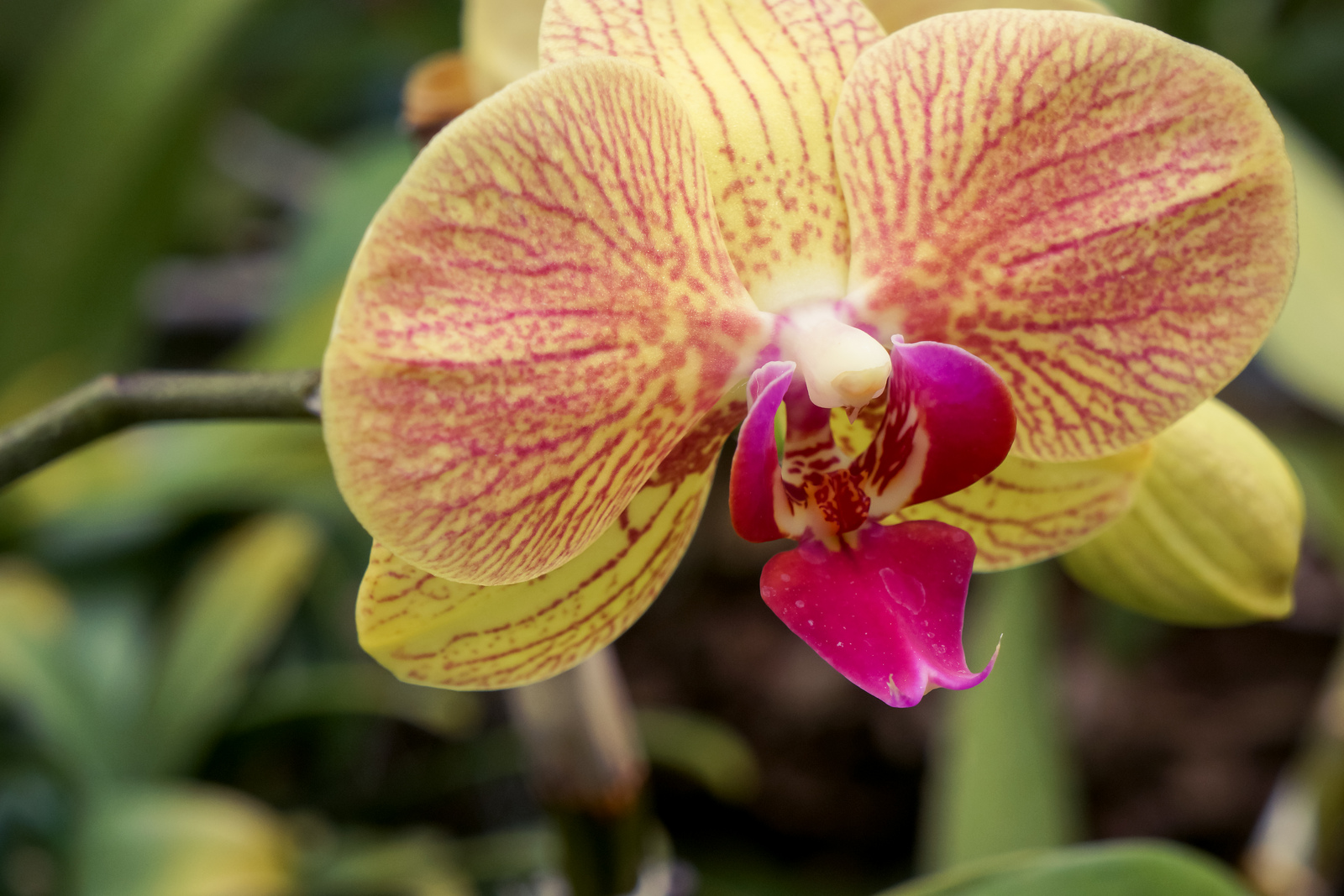 OrchidShow-Sony3.jpg