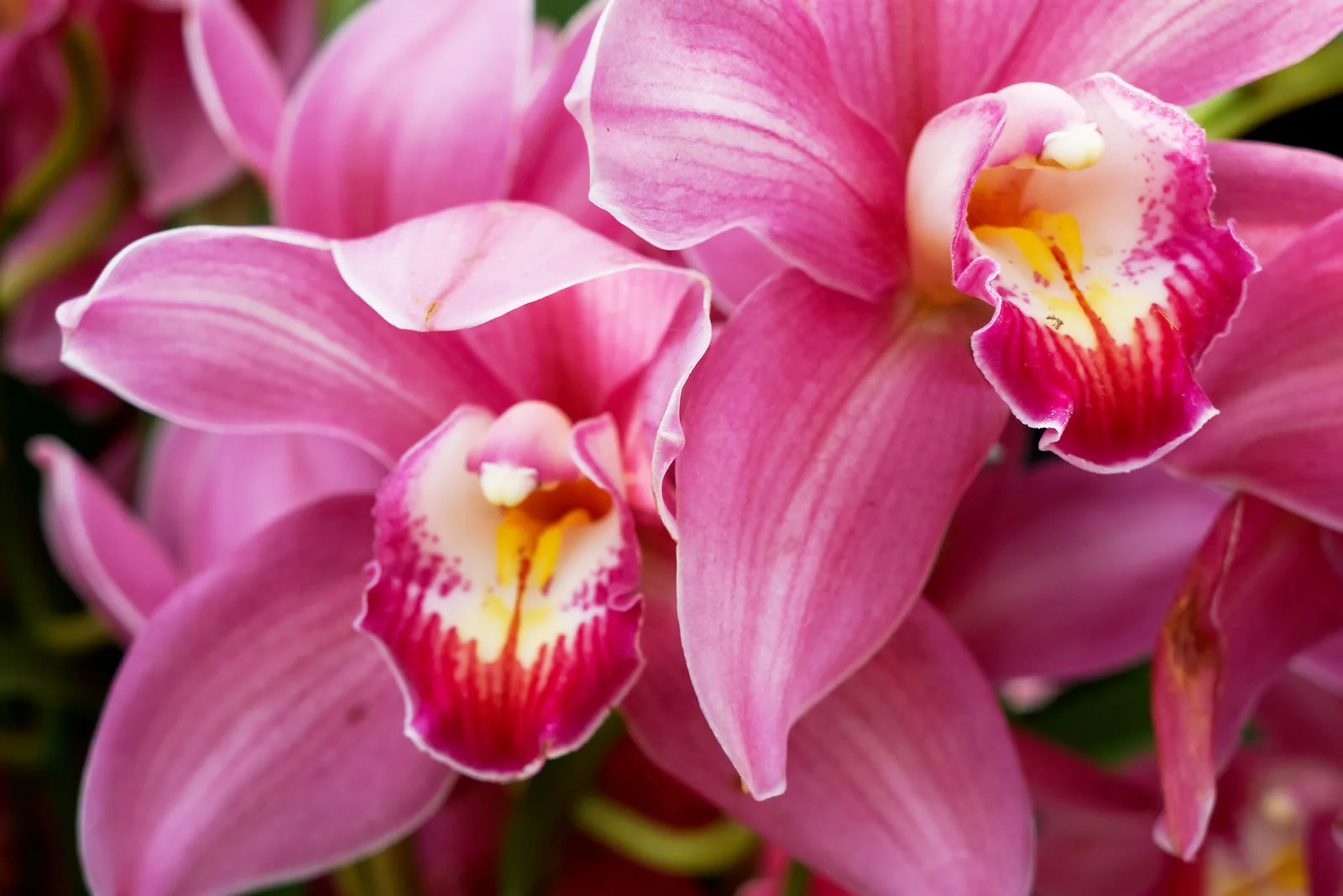 OrchidShow-Sony4.jpg