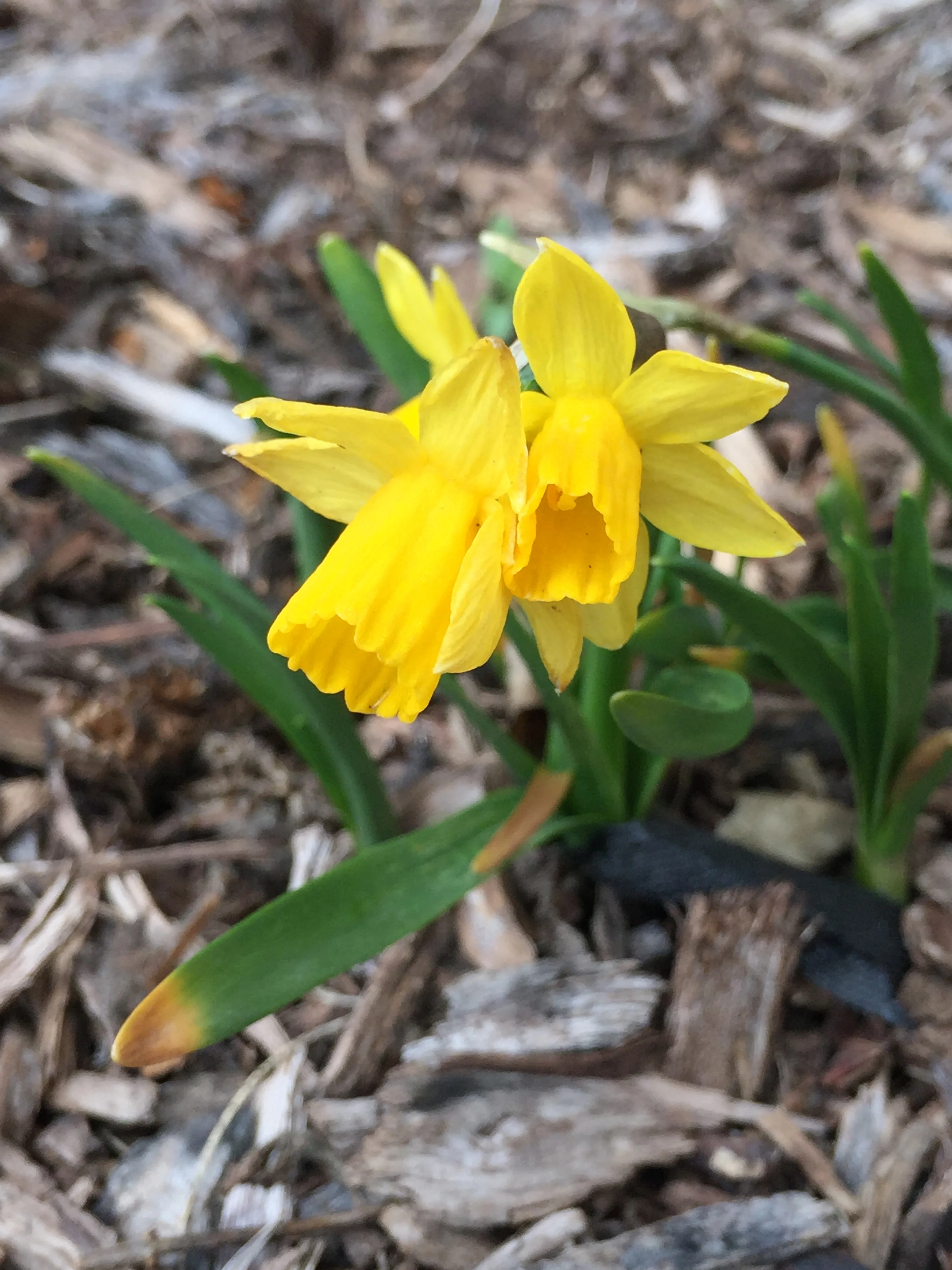 Garden update- first signs of spring