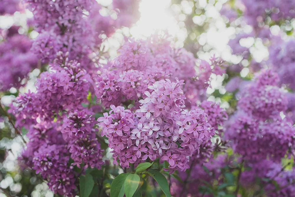 Spring Lilacs — april bern