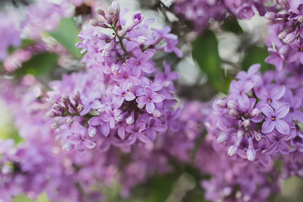 Spring Lilacs — april bern