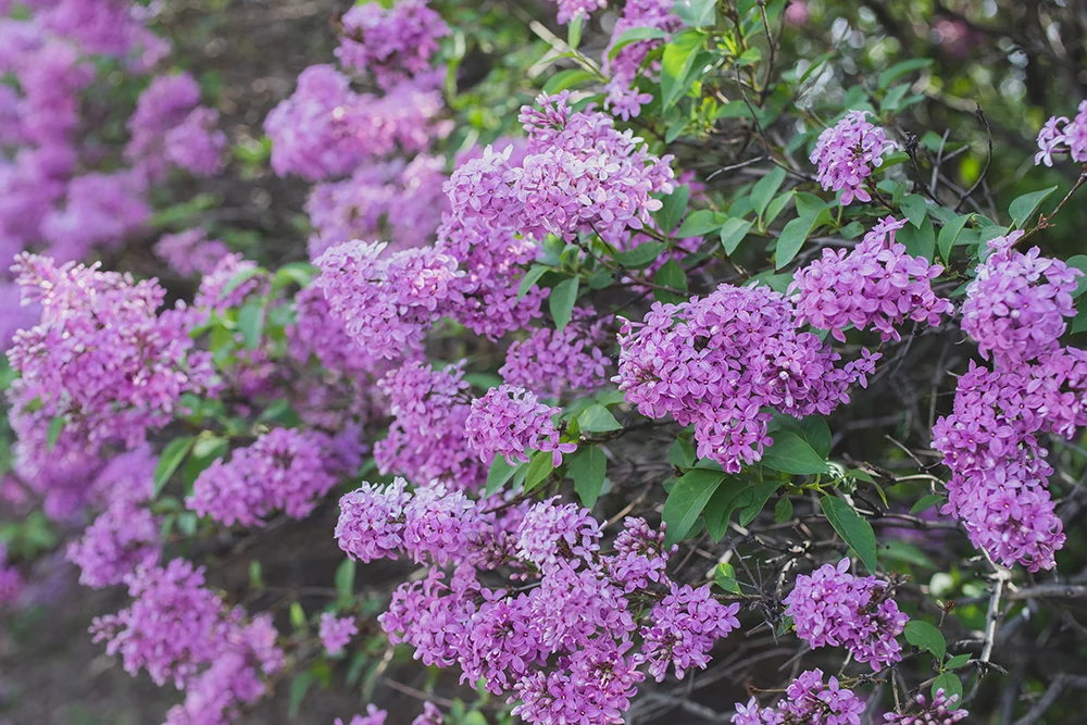Spring Lilacs — april bern