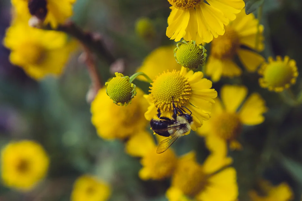 sneezeweed and bee.jpg