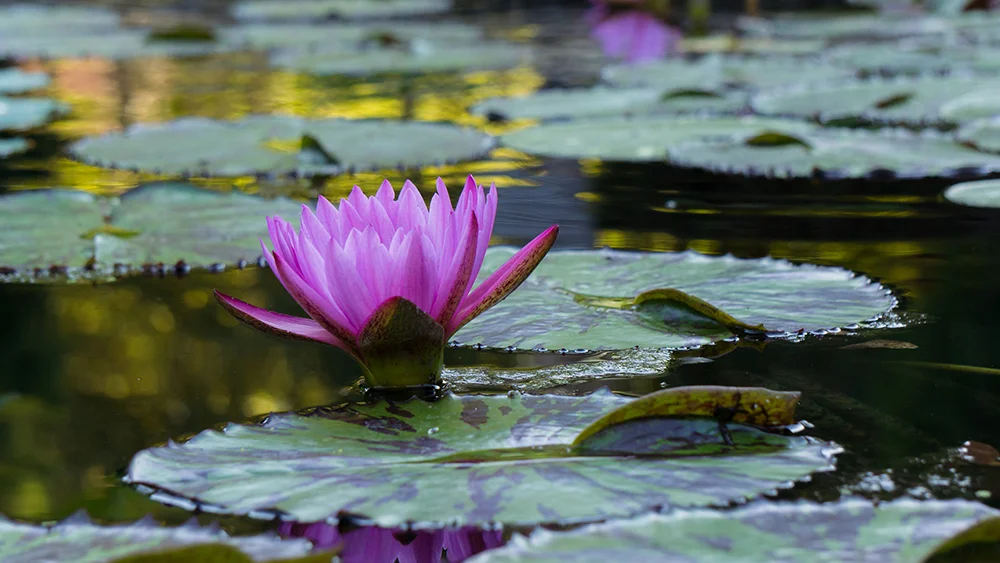 02-tranquil waterlily.jpg