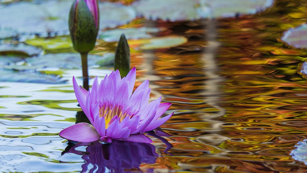 05-waterlily-dreams.jpg