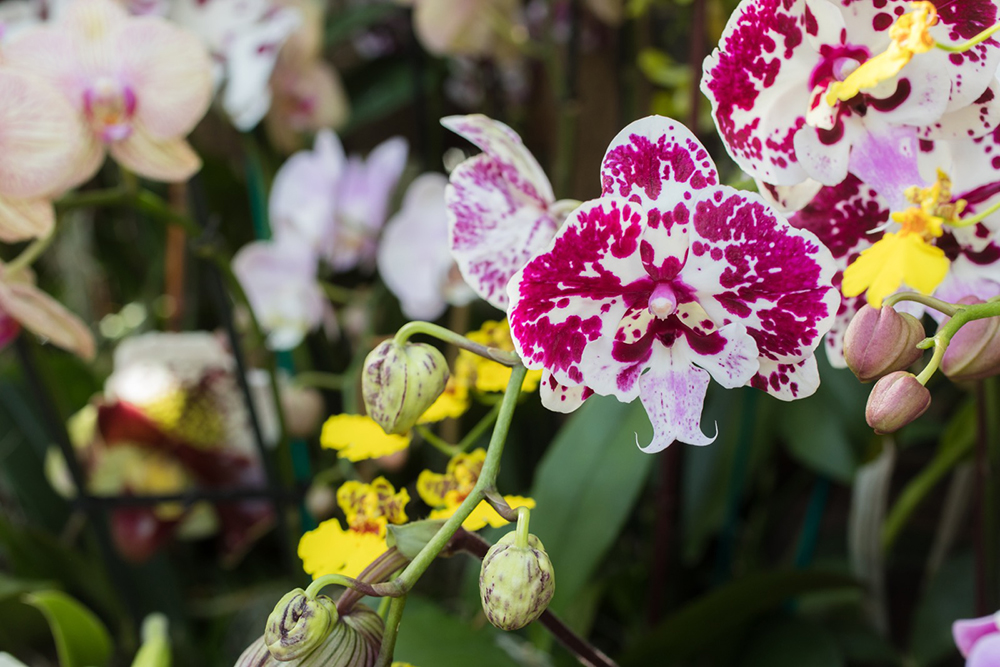Smallish Adventures Chicago Botanic Garden Orchid Show April Bern