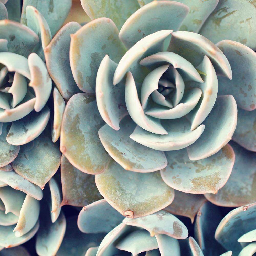 succulent-square.jpg