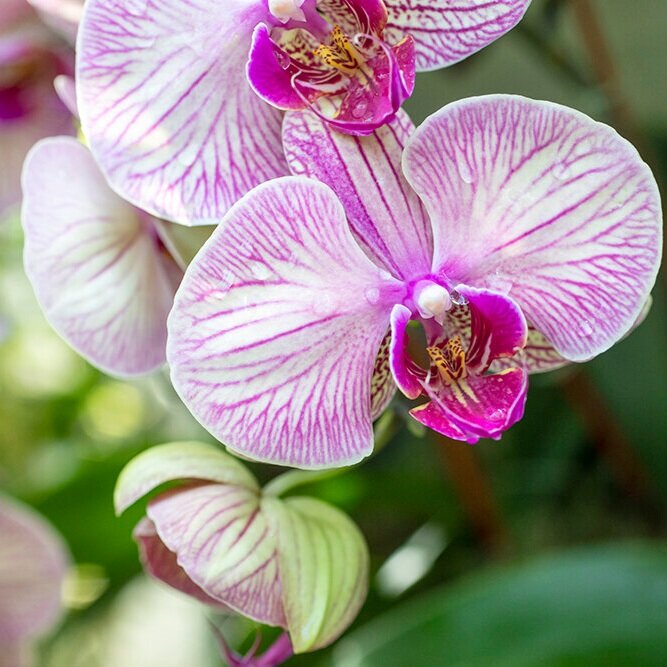 2020 Orchid Show at the Chicago Botanic Garden - a review in photos