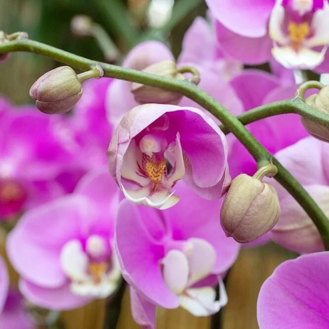 Smallish Adventures - Chicago Botanic Garden Orchid Show 