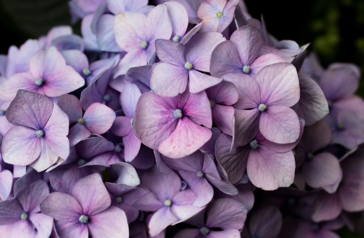 Cluster of purple and blue hydrangea flowers