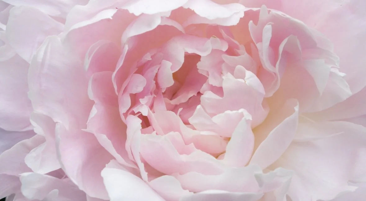 Soft pink peony with layered ruffled petals