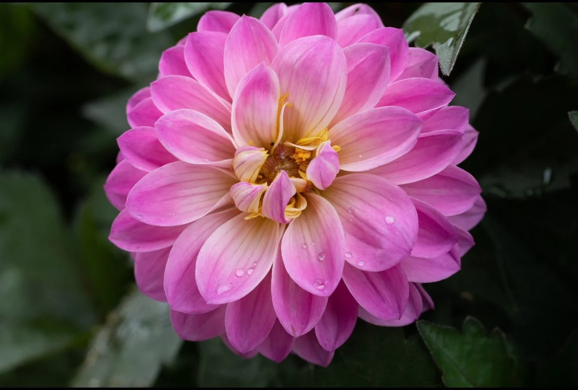 Pink and cream dahlia with a curled detailed center
