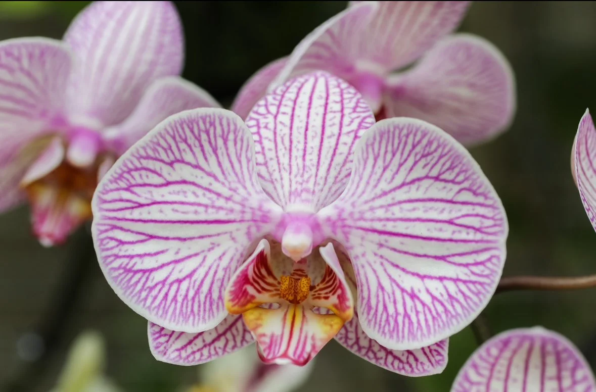 Pink and white orchid with detailed pink veining