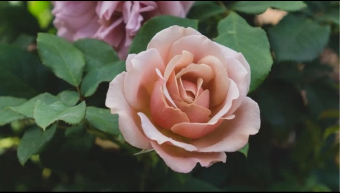 Blush pink rose in soft natural light