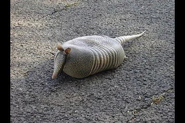 armadillo