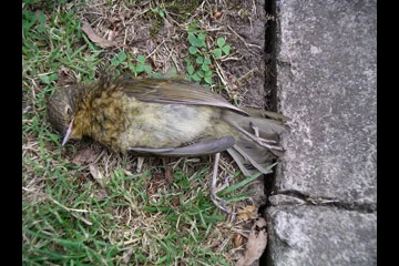 bird