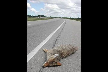 coyote