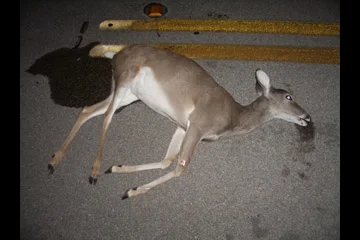 deer