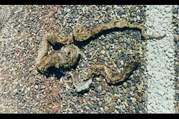 snake