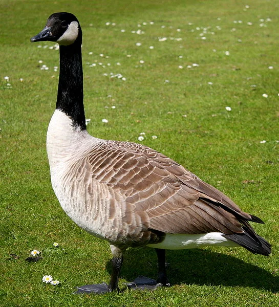 canadiangoose.jpg