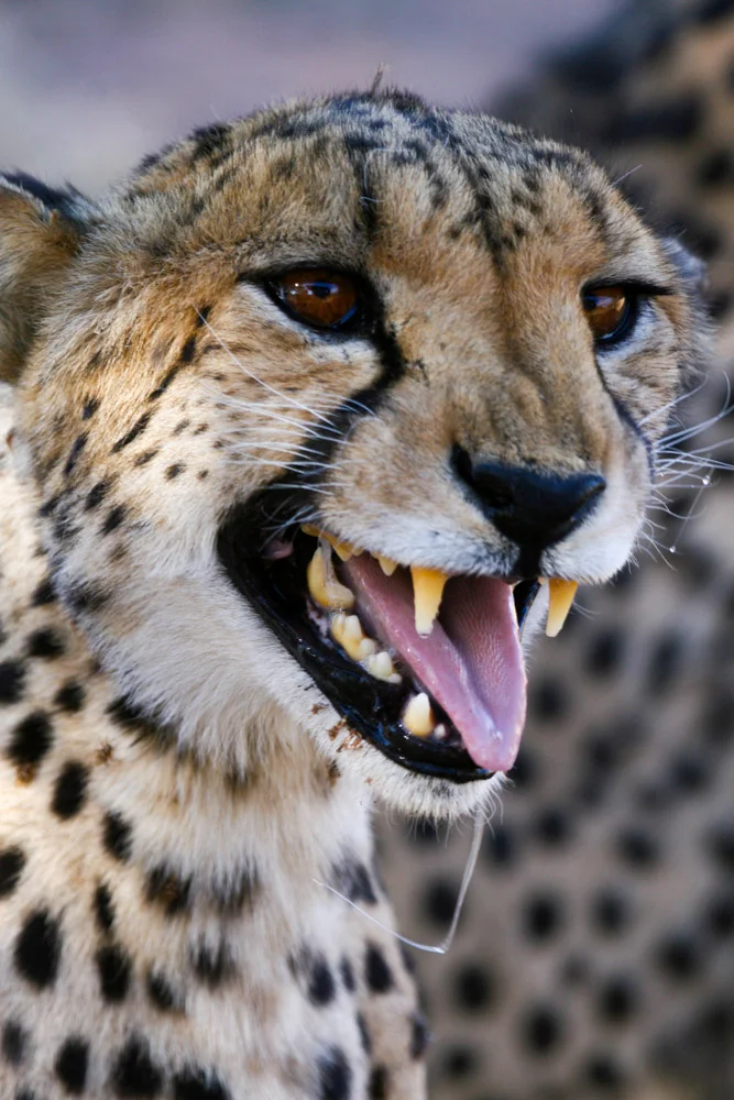Namibia_0556.jpg