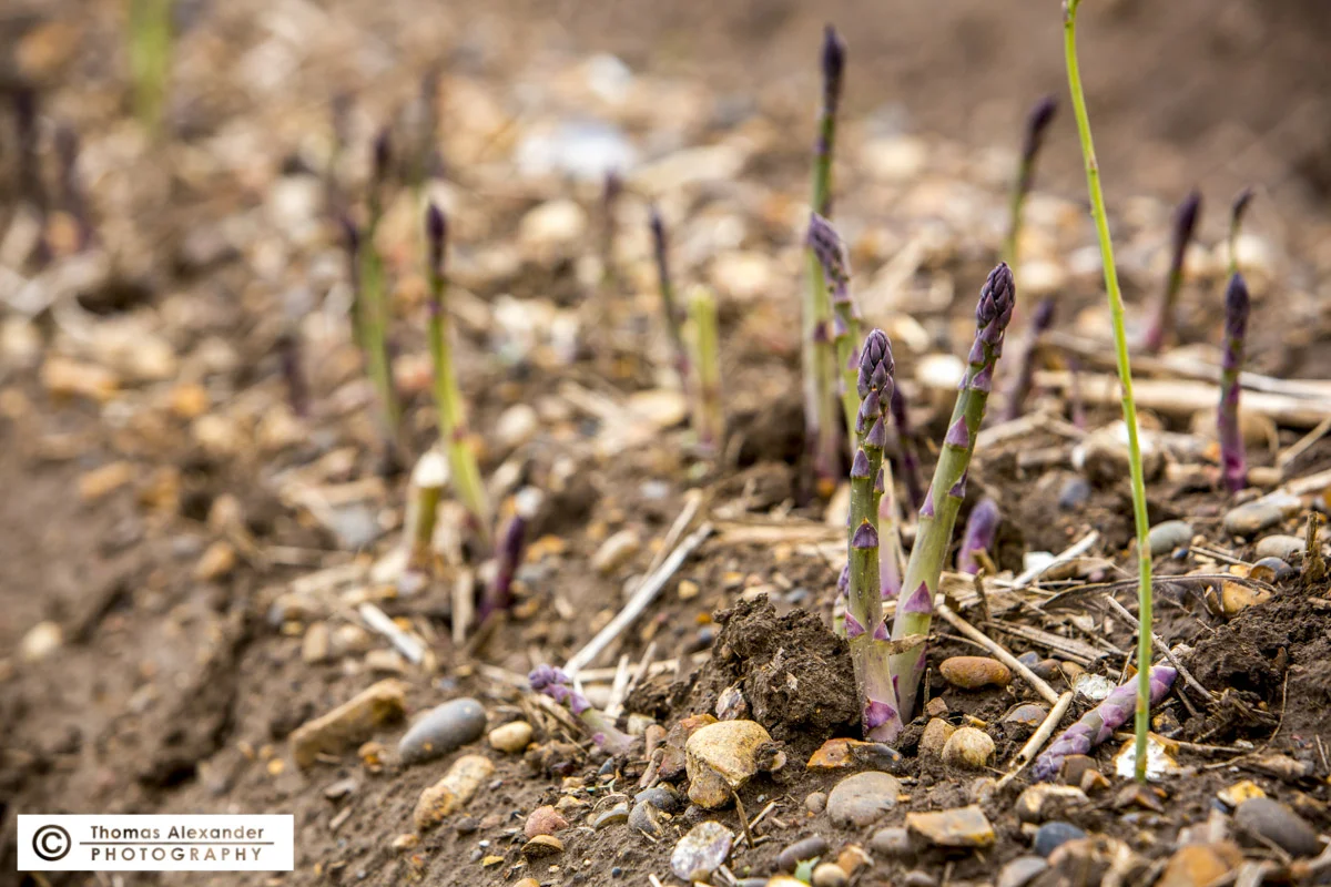 TA003_Asparagus.jpg