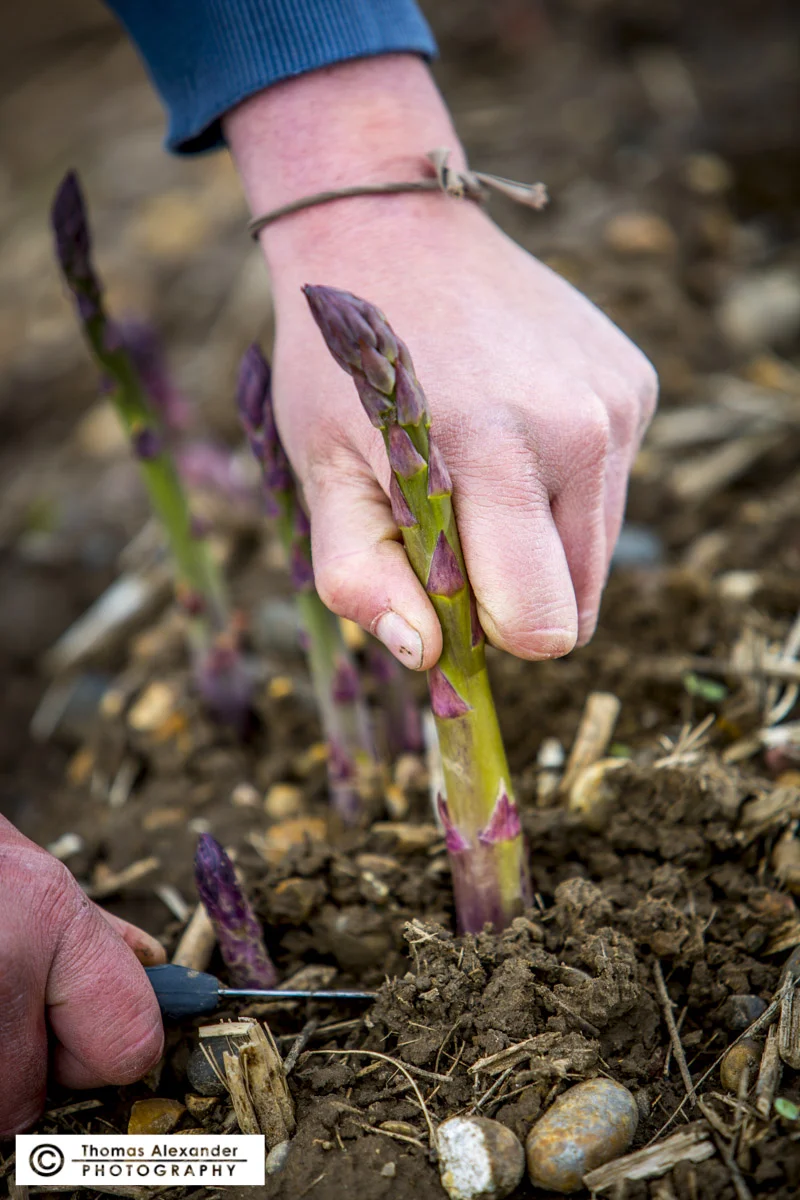 TA007_Asparagus.jpg