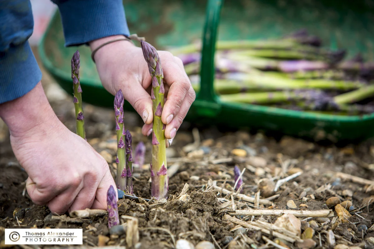 TA008_Asparagus.jpg