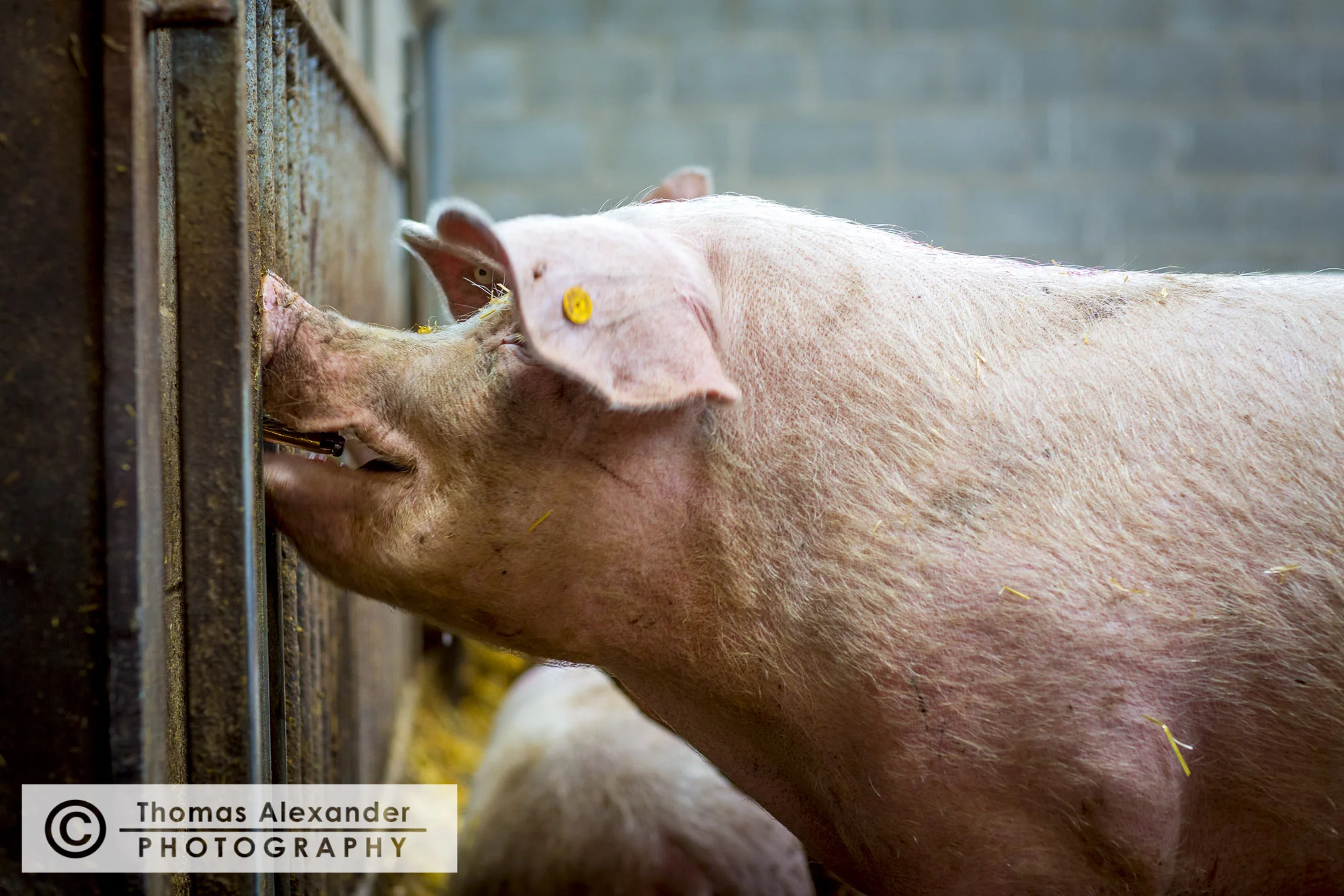 TA008_Uncle_Henry's_Pigs.jpg