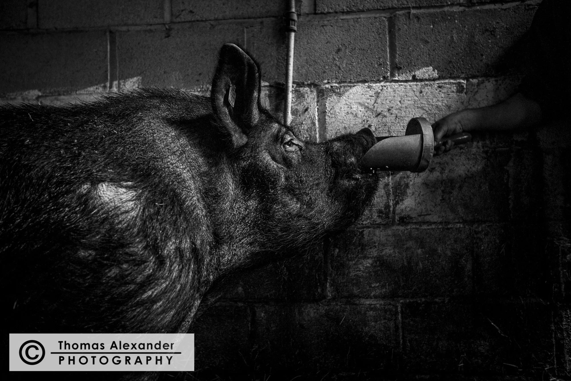 TA017_Uncle_Henry's_Pigs.jpg