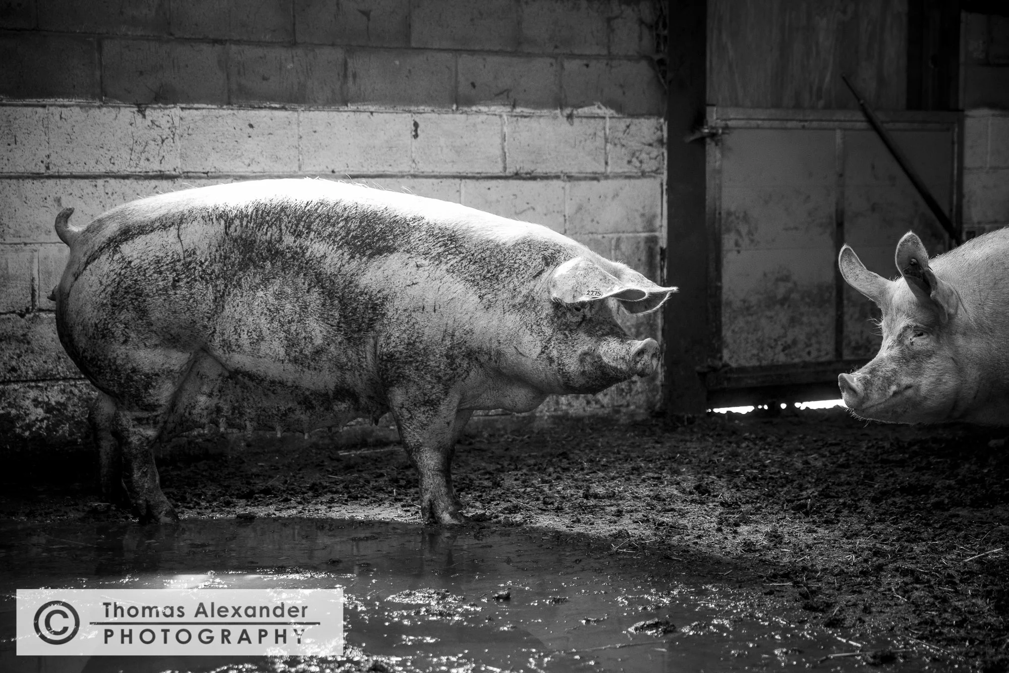 TA020_Uncle_Henry's_Pigs.jpg