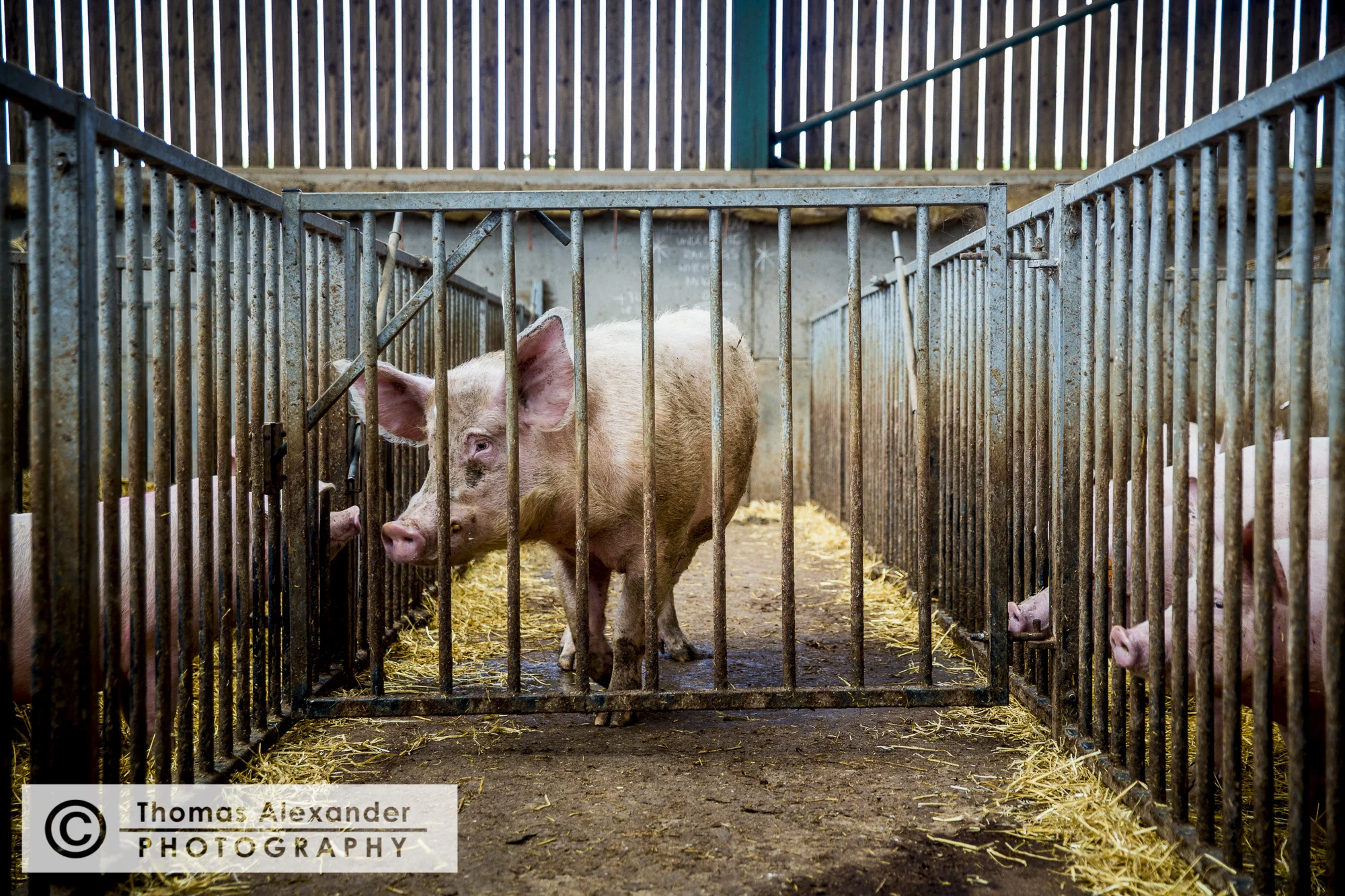 TA026_Pigs_0031.jpg