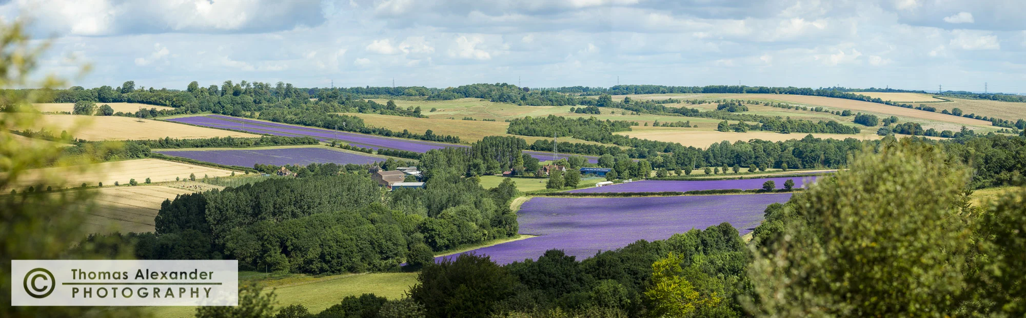 Lavender_Pano_0565.jpg