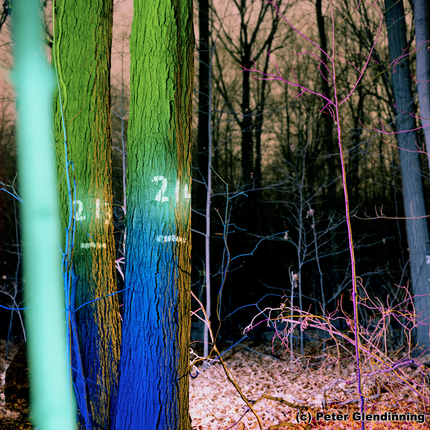 Baker Woodlot 213 214a.jpg
