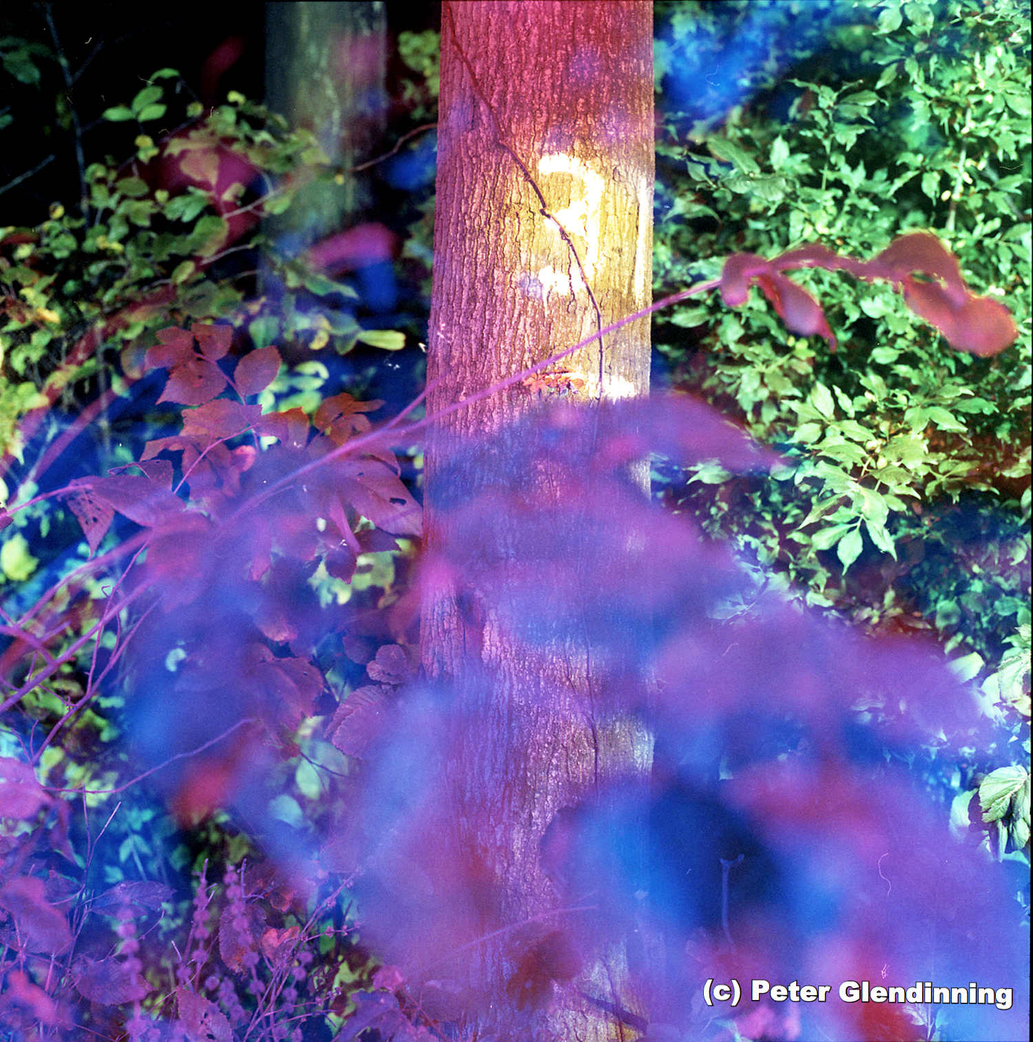BakerWoodlot 31.jpg