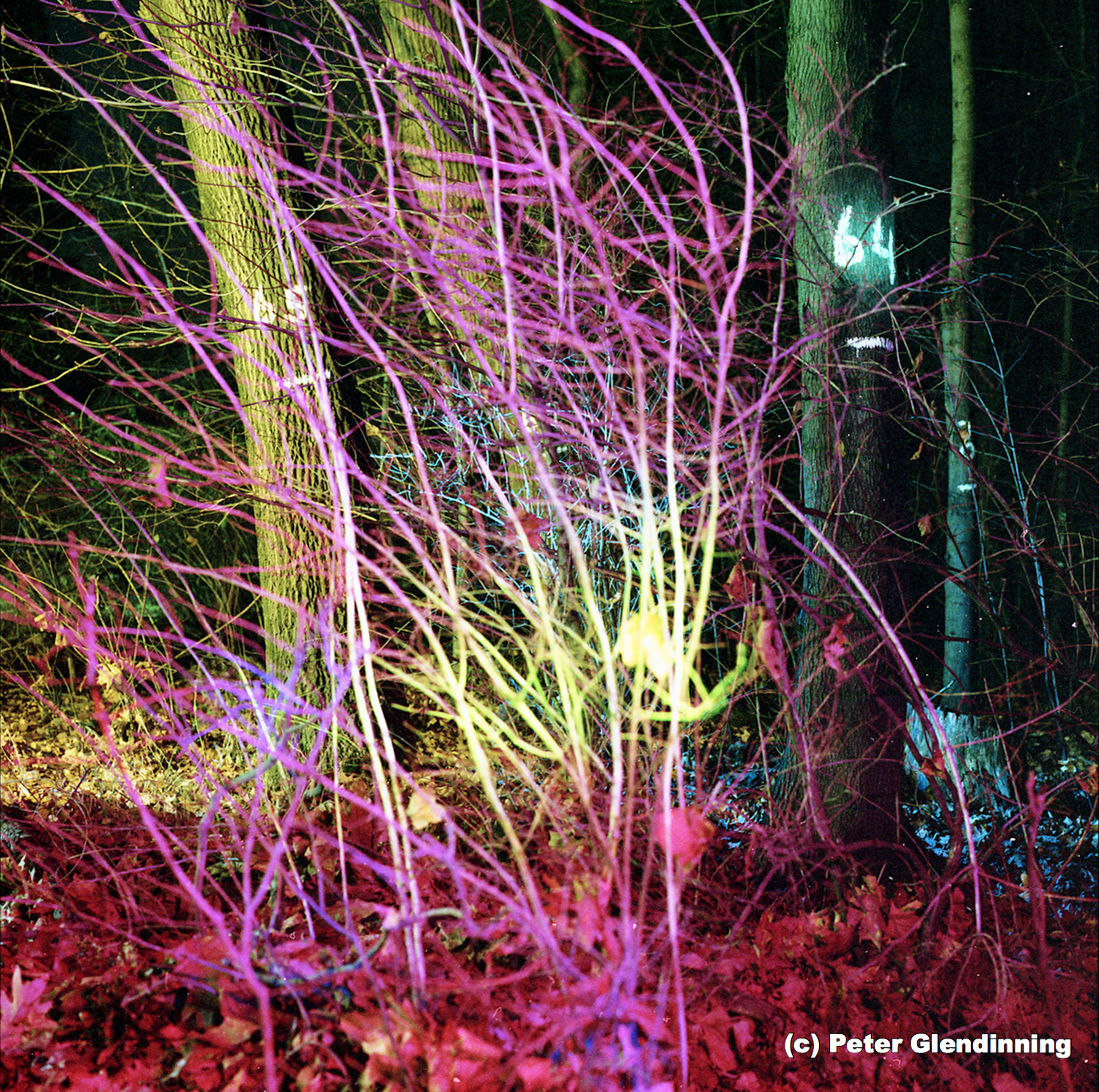 BakerWoodlot 64 65 final copy.jpg