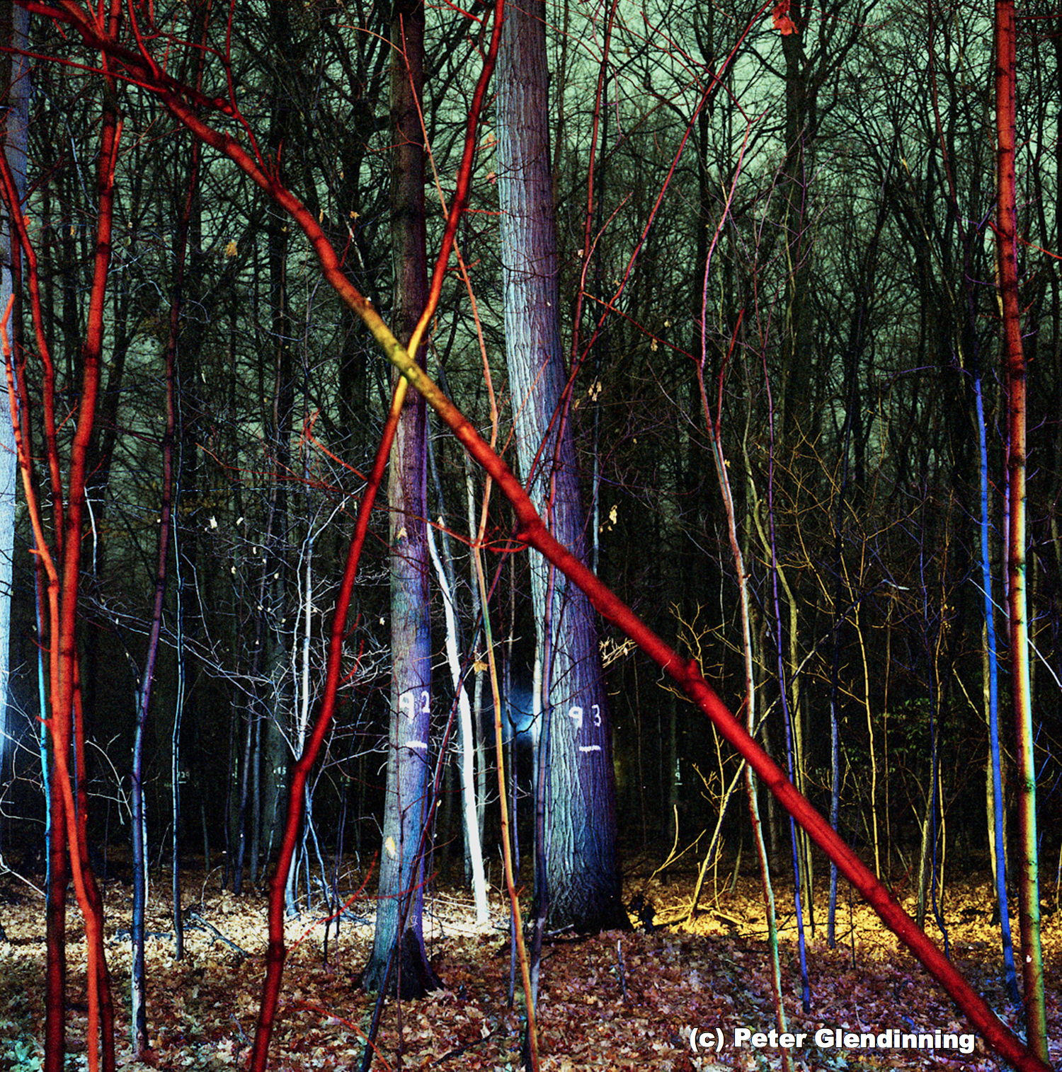 BakerWoodlot 92 93 final.jpg