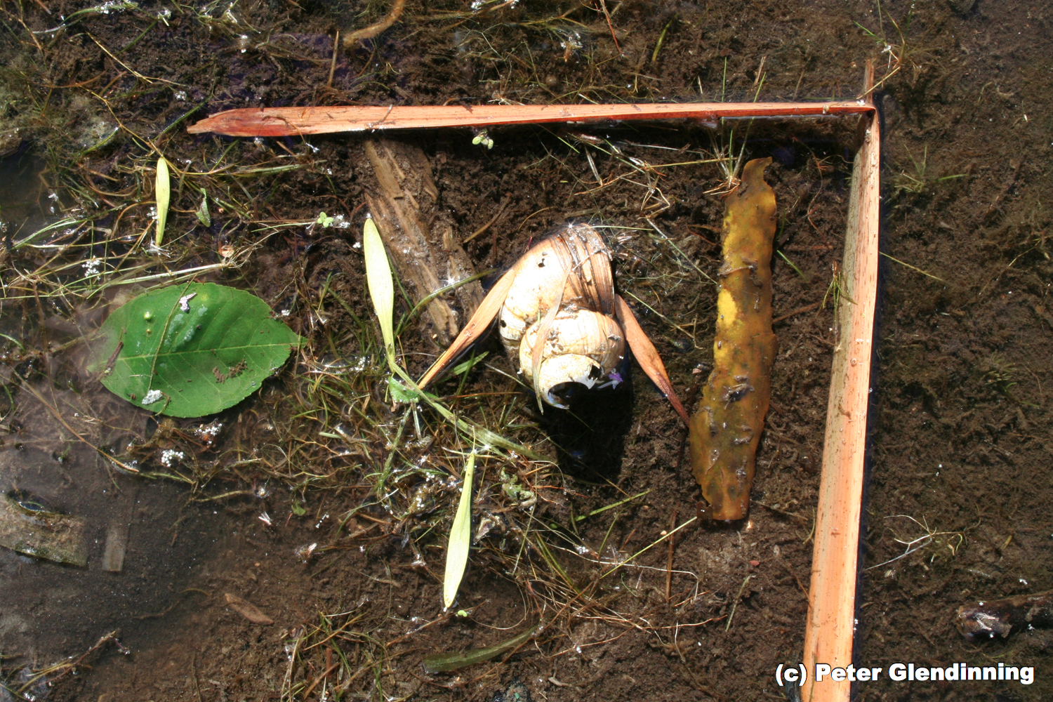 Still Life IMG_0506 copy.jpg
