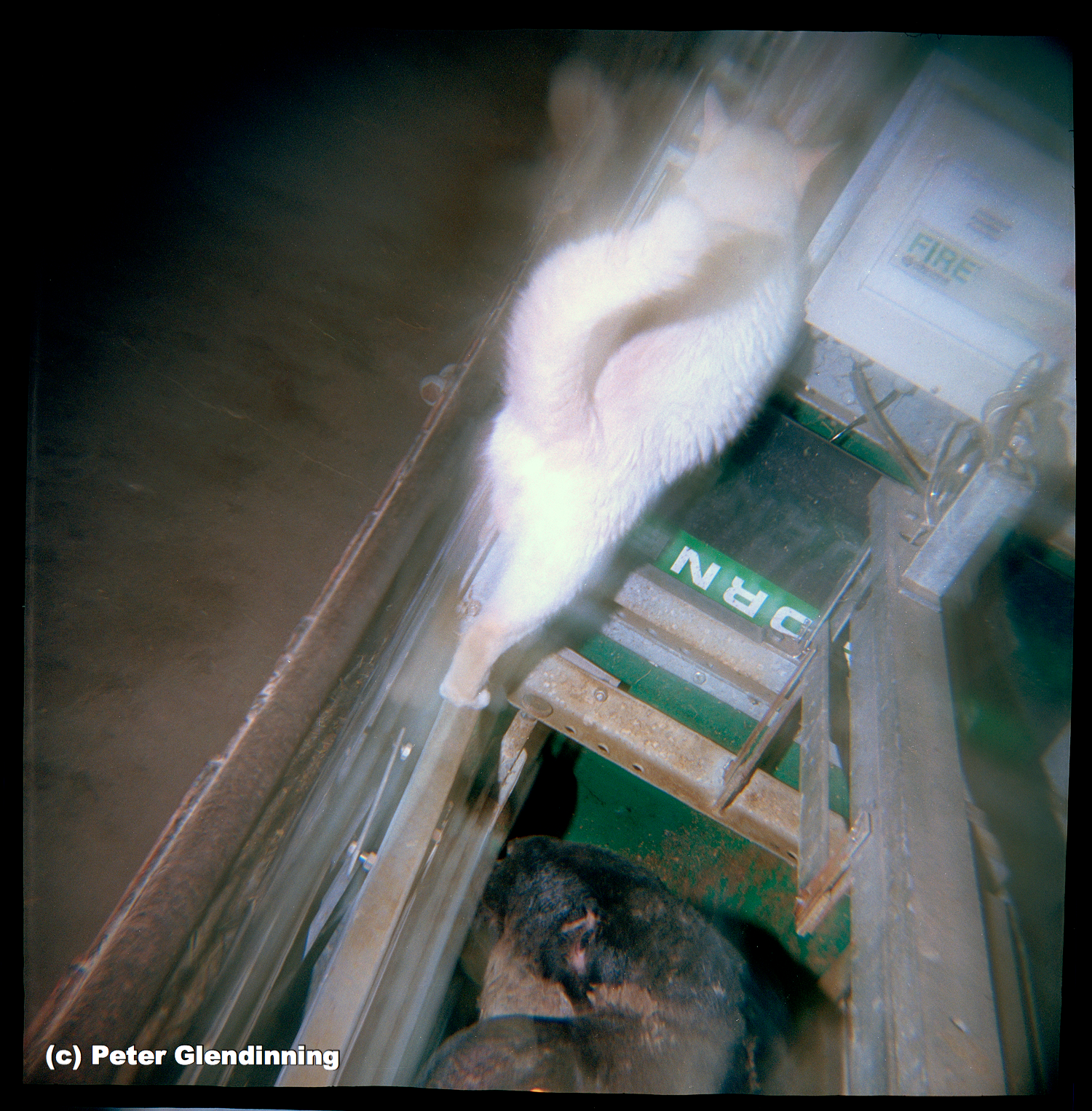 FARM Cat and sheep 2012.jpg