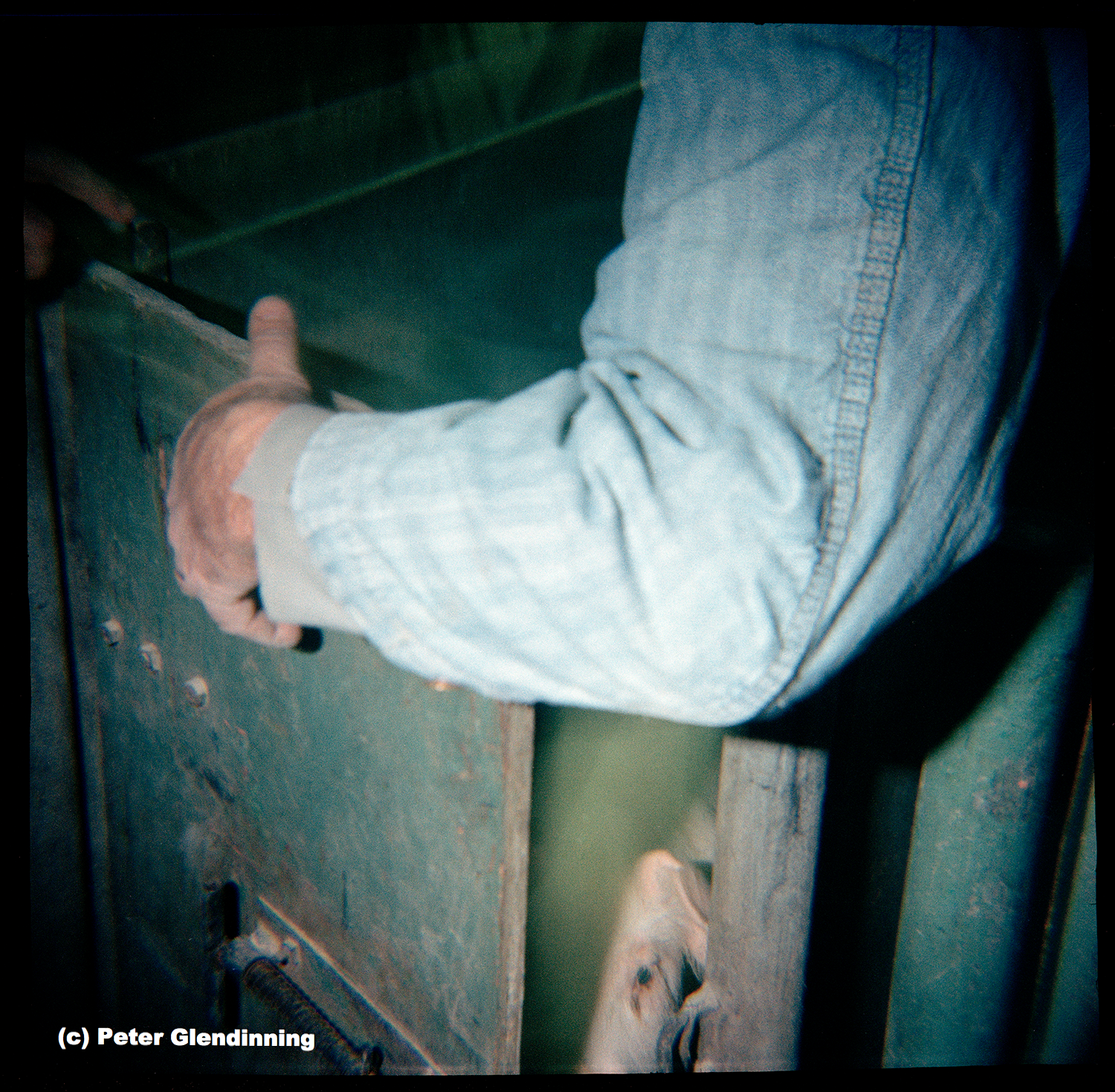 FARM pig peeking man's arm.jpg