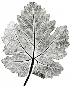 Syrah, Vintage 2014 Monotype For information on ordering this fine art print derived from the original monotype used to create the SYRAH pattern, contact me here.