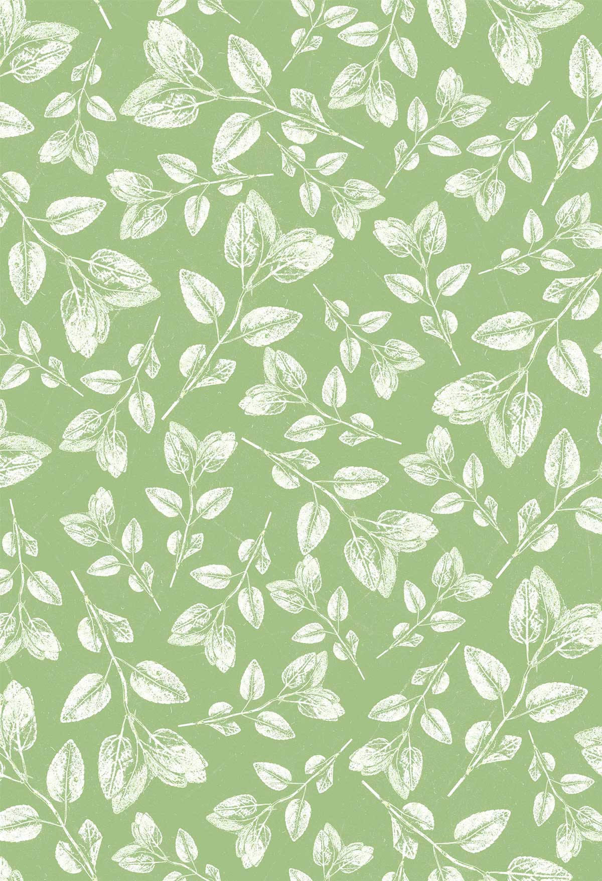 SALVIA, Celery © Karen Gearhart-Jensen relatingtonature.com