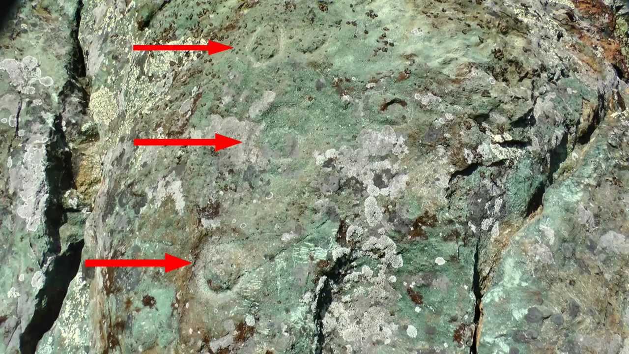 Pecked curvilinear nucleated.