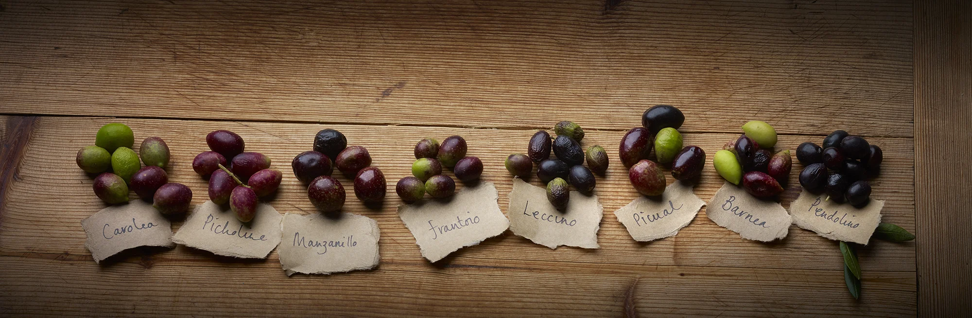olivevarieties3.jpg