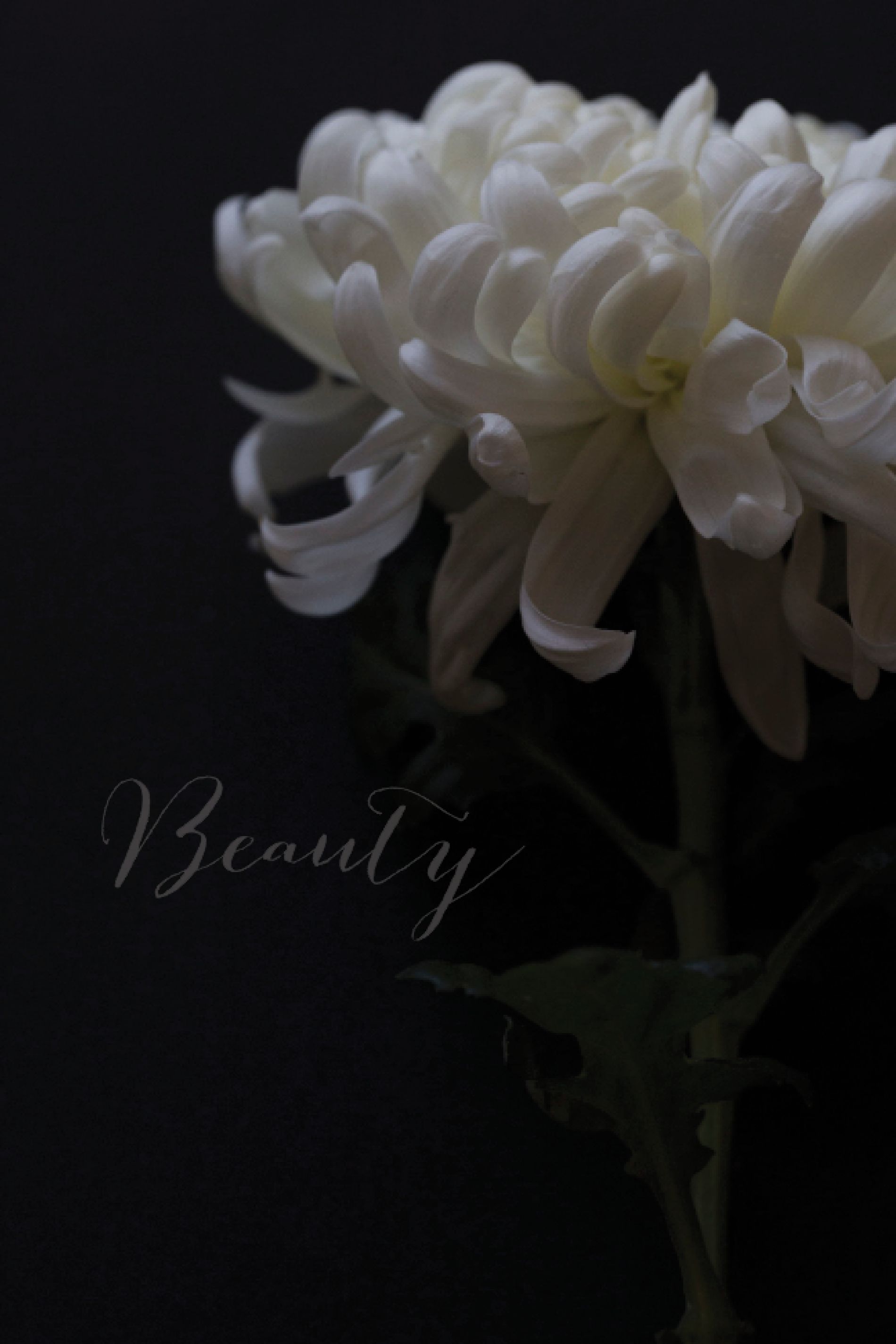 Julie Cimpko - I think we tend to see beauty as something perfect but often beauty is dark, imperfect, broken. It reminds me of a quote by Helen Keller "The best and most beautiful things in the world cannot be seen or even touched – they must be felt with the heart."