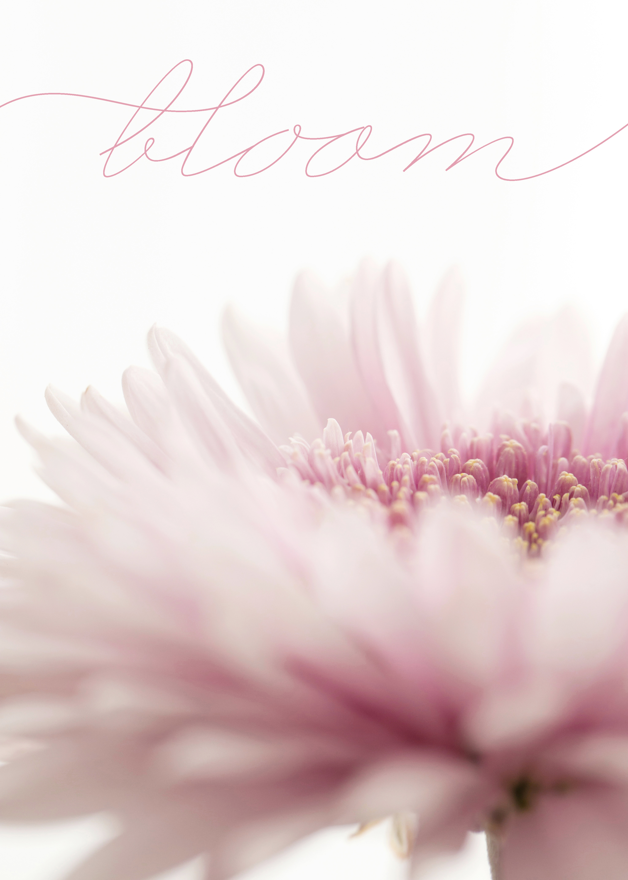 Julie Cimpko - Some of the most beautiful things are blooming right in front of us.