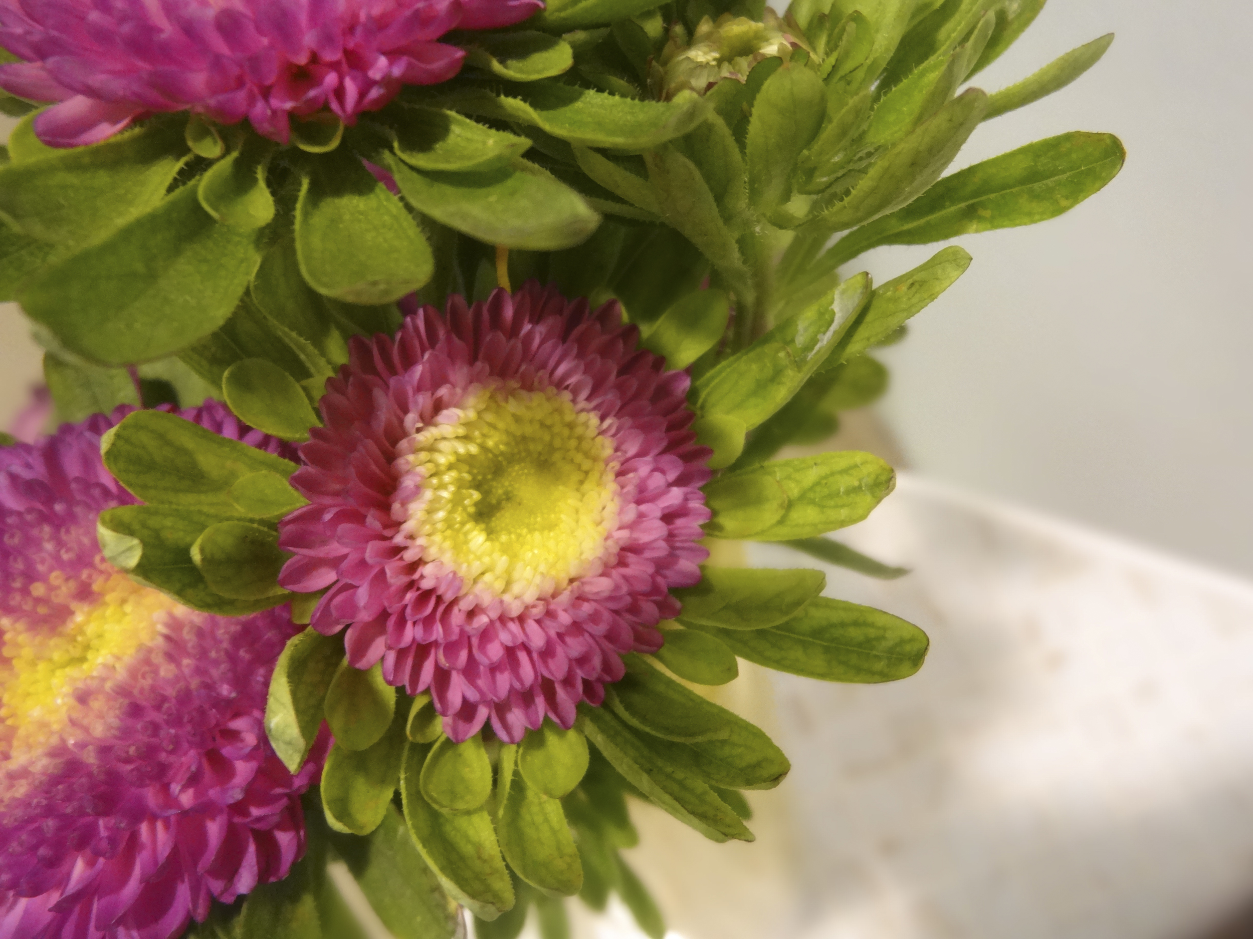 Chelsea Hipley - Fresh flowers always bring a smile to my face. Spring is my favorite time of the year and now that it is upon us, nature will soon be in full bloom. It is a time of new growth and new life.